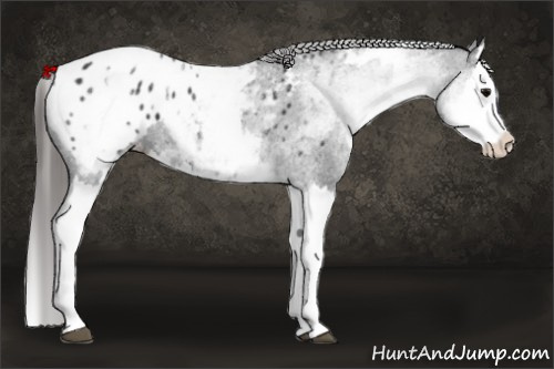 Horse Color: White Spotted Black Splash Blanket 