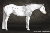 Horse Color:White Spotted Black Splash Appaloosa 