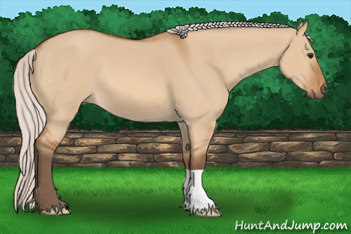 Horse Color: Silver Bay Dun 