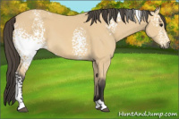 Horse Color:White Spotted Buckskin