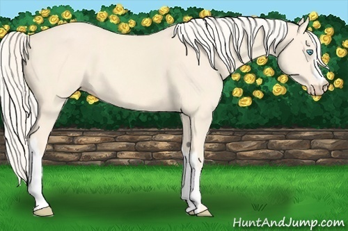 Horse Color:Cremello 