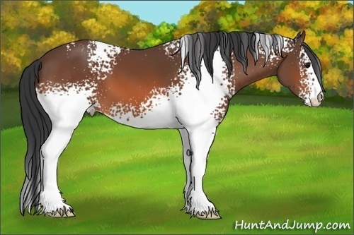 Horse Color:Unknown 