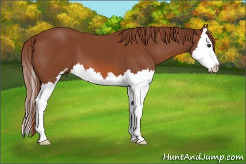 Horse Color: Liver Chestnut Sabino Splash 