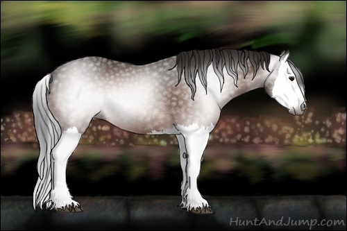 Horse Color:Unknown 