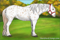 Horse Color:Chestnut Appaloosa