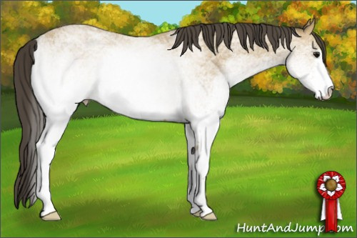 Horse Color: White Spotted Buckskin Sabino 