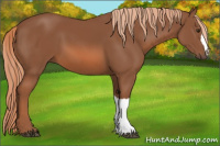 Horse Color:Liver Chestnut 