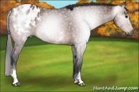 Horse Color:Gray White Spotted Bay Appaloosa 