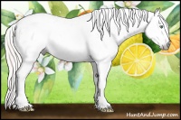 Horse Color:Gray Silver Amber Cream Champagne Roan Dun Splash Tobiano Frame Near Leopard Rabicano 