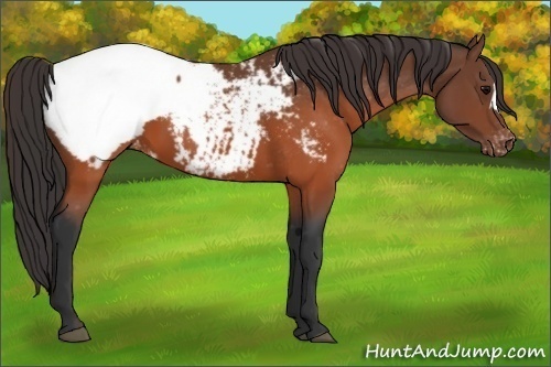 Horse Color:Brown Appaloosa 