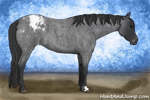 Horse Color:Blue Roan Appaloosa