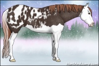 Horse Color:Liver Chestnut Splash Appaloosa 