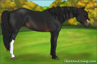 Horse Color:Gray Bay 