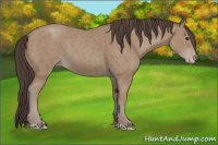 Horse Color:Classic Champagne 