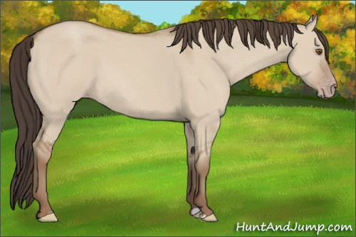 Horse Color: Classic Champagne Dun 