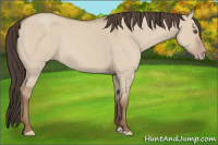 Horse Color:Classic Champagne Dun 