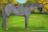 Horse Color:ERROR: UNKNOWN ANOMALY