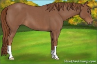 Horse Color:Red Roan 
