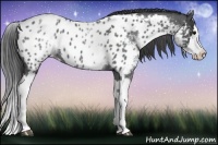Horse Color:White Spotted Blue Roan Splash Blanket 