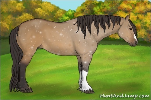 Horse Color: Buckskin Dun 