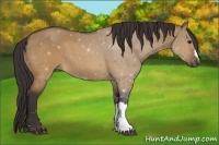 Horse Color:Buckskin Dun 