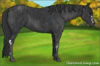 Horse Color:Black  Brindle