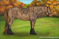 Horse Color:Black  Brindle