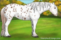 Horse Color:Chestnut Blanket Rabicano 