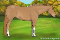 Horse Color:Chestnut Tobiano