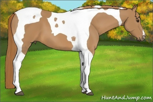 Horse Color:Chestnut Tobiano 