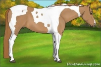 Horse Color:Chestnut Tobiano