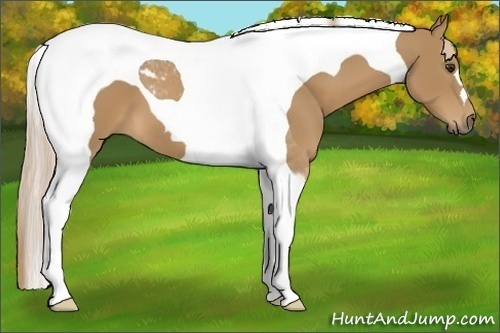 Horse Color:Chestnut Tobiano