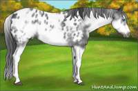 Horse Color:White Spotted Blue Roan Splash Frame Appaloosa 