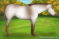 Horse Color:Gray Chestnut 