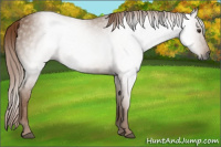 Horse Color:Gray Chestnut 