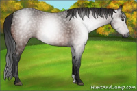 Horse Color:Gray Bay 