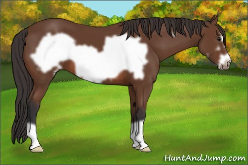 Horse Color: Bay Frame 
