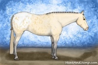 Horse Color:Buckskin Appaloosa