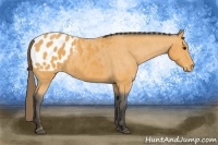 Horse Color:Buckskin Appaloosa