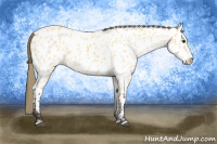 Horse Color:Buckskin Near Leopard 