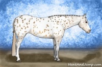 Horse Color:Buckskin Blanket 