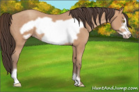 Horse Color:Amber Champagne Frame 
