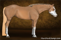 Horse Color:Chestnut Sabino