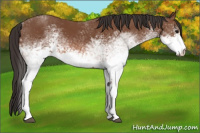 Horse Color:White Spotted Bay 