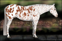 Horse Color:Bay Appaloosa