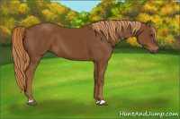 Horse Color:Gray Chestnut 