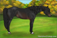 Horse Color:Gray Bay 