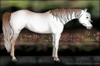 Horse Color:Gray Chestnut 