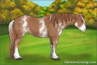 Horse Color:White Spotted Chestnut 