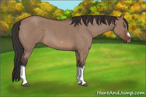Horse Color: Bay Roan Dun Splash Frame Rabicano 